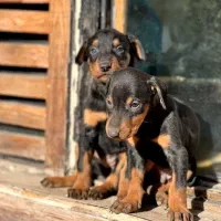 دوبرمن اروپایی اصیل پوست چرمی|سگ|تهران, پونک|دیوار