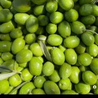 خوردن واشامیدن زیتون سبز درشت درجه یک