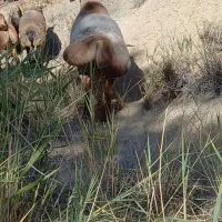 قوچ|حیوانات مزرعه|سده (فارس), |دیوار