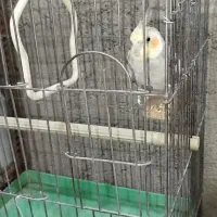 عروس هلندی نر