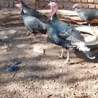 بوقلمون ماده محلی|حیوانات مزرعه|رزن, |دیوار