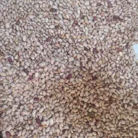 لوبیا چیتی تازه