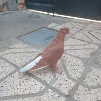 میزعسلی،دم‌سفید،طوقی،یهودی