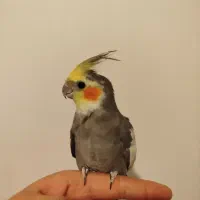 عروس هلندی دو عدد نر سخنگو و یک عدد ماده و قفس