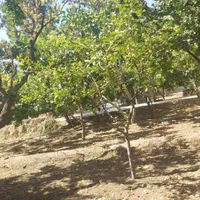 باغچه ۱۵۰۰ متری|فروش خانه و ویلا|مشکین‌دشت, |دیوار