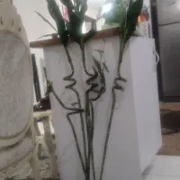 گل بامبو خوشگل وزیبا واقعا انگار طبیعی هستش