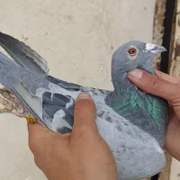 کبوترپلاکی گرفتنی مسابقات عراق