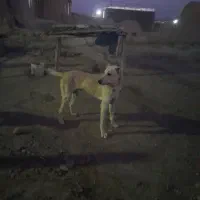 سگ سرابی