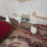 کلاغ سرخ کروباتی سرخ سوسکی بزک|پرنده|مشهد, شهید قربانی|دیوار