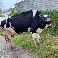 گاو شیری یدون گوساله