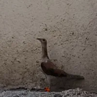 هفرنگ خطی جوجه یه بال پینه