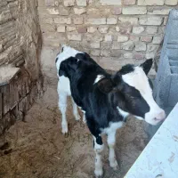 دوراس گاو درخمینی شهر|حیوانات مزرعه|خمینی‌شهر, |دیوار