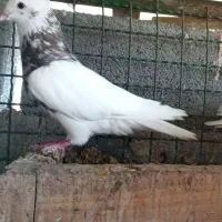 کبوتر طوقی|پرنده|گله دار, |دیوار