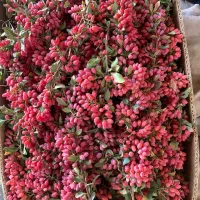 زرشک تازه قاینات