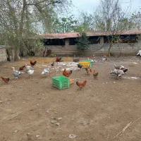 فروش گله غاز،بوقلمون،اردک اسرائیلی واردک پکنی|حیوانات مزرعه|چاف و چمخاله, |دیوار