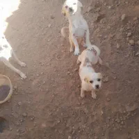 سگ خونگی تربیت شده|سگ|اسفرورین, |دیوار