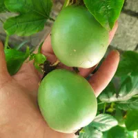 نهال پشن فروت ارغوانی|خدمات باغبانی و درختکاری|لاهیجان, آهندان|دیوار