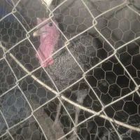 بوقلمون نرو ماده