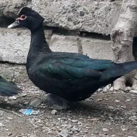 اردک اسرائیلی ماده