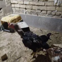 خروس لاری ومرغ وجوجه لاری اصلی|حیوانات مزرعه|شیراز, شهرک کوشکک|دیوار