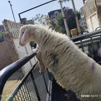 گوسفند زنده اصیل نژاد کردستانی کم دومبه چربی