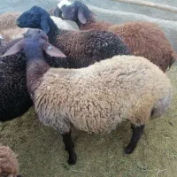 بره قوچ همو|حیوانات مزرعه|اسفراین, |دیوار