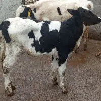 گوساله ماده