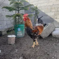 خروس محلی جوان