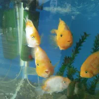 ماهی پرت 3عدد سانتا 2عدد کینگ