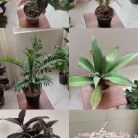 فروش انواع گل آپارتمانی