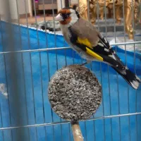 سهره بخون نشون دار