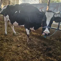 گاوگوساله گاوابستن|حیوانات مزرعه|خرمآباد, |دیوار