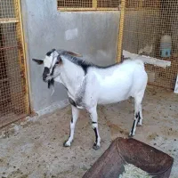 کهره سومال مناسب برای داشت