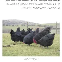 فروش جوجه دوهفته ای مرغ خروس  استرالوپ