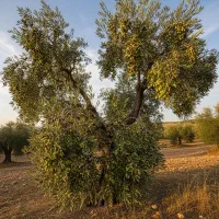 نهال زیتون با تخفیف ویژه و هدیه برای شما