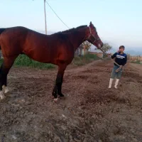 اسب نریان دوخون ۵ ساله قدبلند۱۷۴سانت|اسب و تجهیزات اسب‌سواری|تهران, امیریه|دیوار