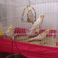 پرنده عروس هلندی