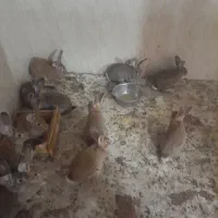 خرگوش جاینت(غول)|موش و خرگوش|سنندج, |دیوار