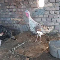 بوقلمون نر و ماده