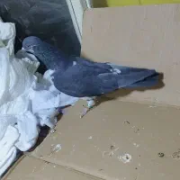 کبوتر قاره نر پرشی مفلق ازبلندی گرفتم|پرنده|تهران, مولوی|دیوار