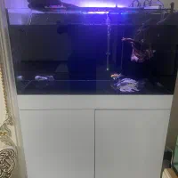 اکواریوم ریملس