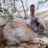 خرگوش نژاد لوپ