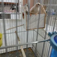 فنج اورنج|پرنده|فردیس, شهرک شهید حسینی|دیوار