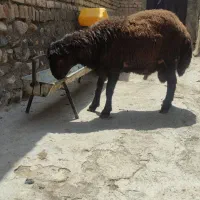 شیشک سرخ افشاری اصل