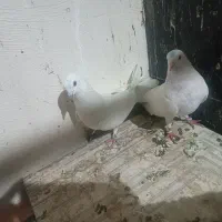 کفتر کبوتر