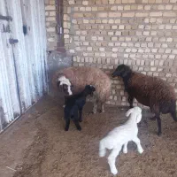 گوسفندداشتی جوان