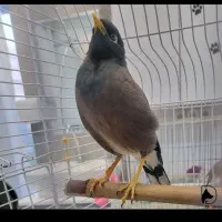 فروش مرغ مینا سخنگو
