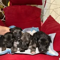 سگ ژرمن|سگ|رودهن, |دیوار