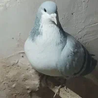 کفتر ساده سبز|پرنده|مشهد, خواجه ربیع|دیوار