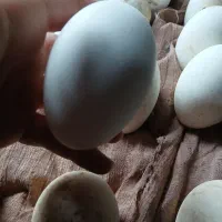 تخم غاز